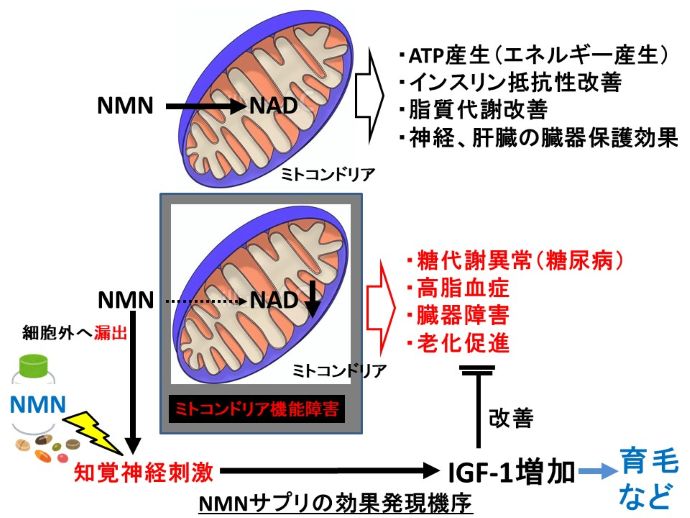 円形脱毛症　病院